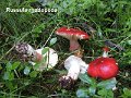 Russula rhodopus-amf2147